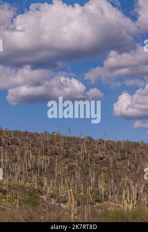Paysage avec cactus à la Réserve de biosphère de Tehuacan-Cuicatlan (site classé au patrimoine mondial de l'UNESCO) près du village de Zapotitlan de las Salinas, dans la rue Banque D'Images