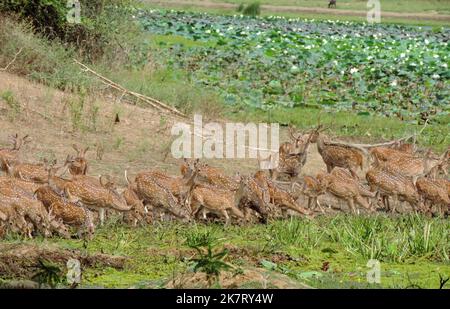 Deer's dans le parc national de Yala, Sri Lanka Banque D'Images