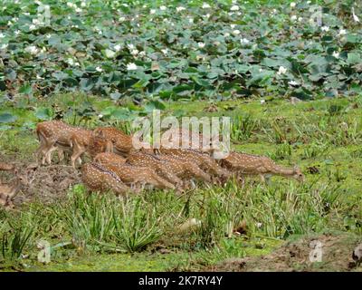 Deer's dans le parc national de Yala, Sri Lanka Banque D'Images