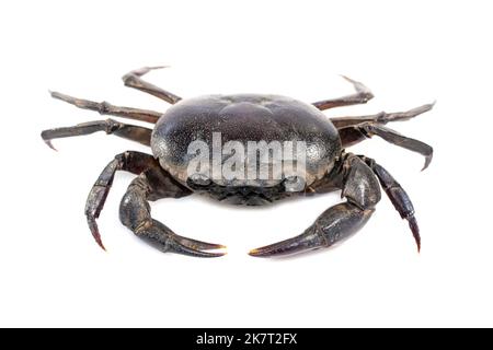 Image du crabe (crabe de champ) isolé sur fond blanc. Nourriture. Animal. Banque D'Images