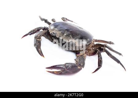 Image du crabe (crabe de champ) isolé sur fond blanc. Nourriture. Animal. Banque D'Images