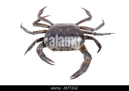 Image du crabe (crabe de champ) isolé sur fond blanc. Nourriture. Animal. Banque D'Images