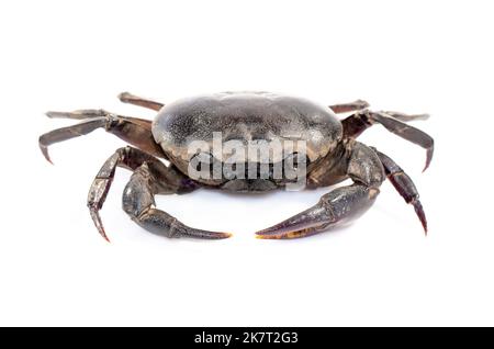 Image du crabe (crabe de champ) isolé sur fond blanc. Nourriture. Animal. Banque D'Images