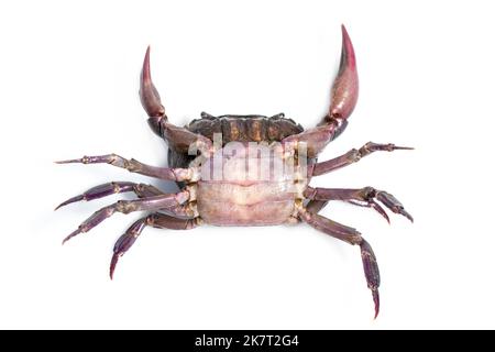 Image du crabe (crabe de champ) isolé sur fond blanc. Nourriture. Animal. Banque D'Images