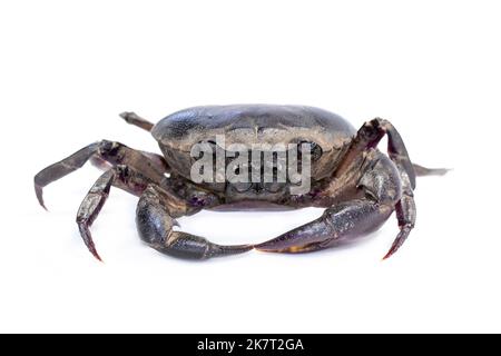 Image du crabe (crabe de champ) isolé sur fond blanc. Nourriture. Animal. Banque D'Images