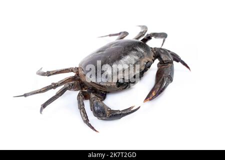 Image du crabe (crabe de champ) isolé sur fond blanc. Nourriture. Animal. Banque D'Images