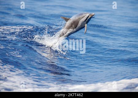 Un dauphin pantropical à pois, Stenella attenuata, en pleine mer, Hawaï, Océan Pacifique, États-Unis. Banque D'Images