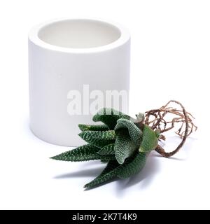 Haworthia succulente plante avec des racines prêtes pour la plantation dans White céramique Pot Banque D'Images