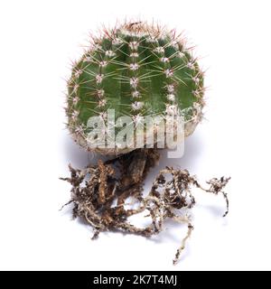 Petit cactus vert avec des racines fortes isolées sur fond blanc Banque D'Images