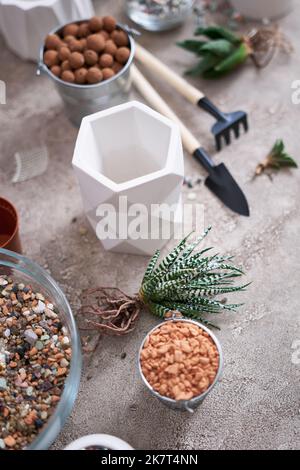 Haworthia succulente plante avec des racines prêtes pour la plantation dans White céramique Pot Banque D'Images