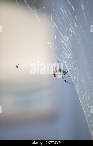 Une araignée femelle a capturé des libellules rouges dans son Web. Cette araignée est Trichonila clavata, également connue sous le nom d'araignée Jorō. Banque D'Images