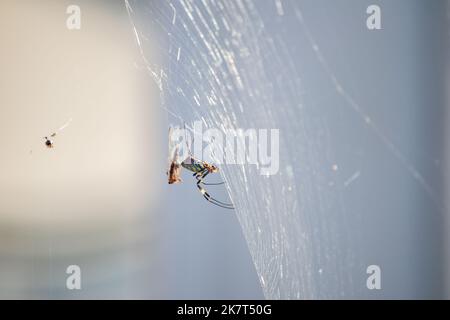 Une araignée femelle a capturé des libellules rouges dans son Web. Cette araignée est Trichonila clavata, également connue sous le nom d'araignée Jorō. Banque D'Images