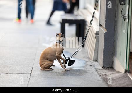 Chien assis devant un magasin et veut aller à pied Banque D'Images