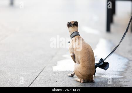 Chien assis devant un magasin et veut aller à pied Banque D'Images