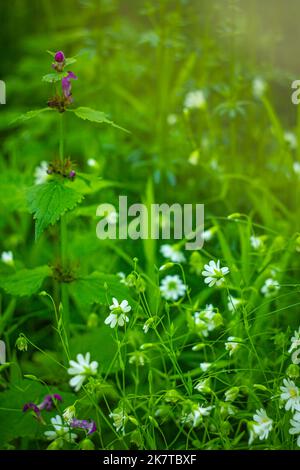 Herbe des Canaries Stellaria holostea L. fleurit sur une pelouse Banque D'Images