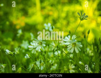 Herbe des Canaries Stellaria holostea L. fleurit sur une pelouse Banque D'Images