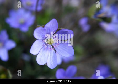 Fleur de liverleaf bleu-lilas (Hepatica nobilis) en gros plan Banque D'Images