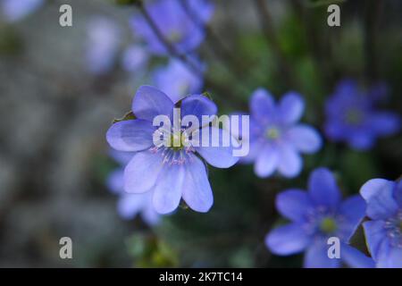 Fleur de liverleaf bleu-lilas (Hepatica nobilis) en gros plan Banque D'Images