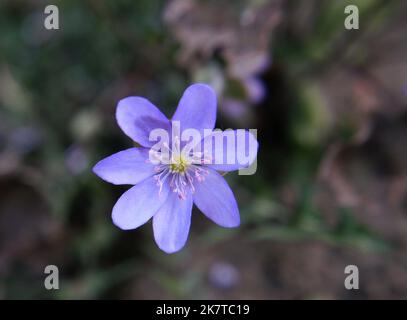 Fleur de liverleaf bleu-lilas (Hepatica nobilis) en gros plan Banque D'Images