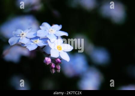 Fleurs de fleurs bleu tendre Forget-me-nots ou Scorpion (Myosotis arvensis) en gros plan Banque D'Images