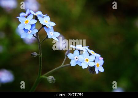 Fleurs de fleurs bleu tendre Forget-me-nots ou Scorpion (Myosotis arvensis) en gros plan Banque D'Images