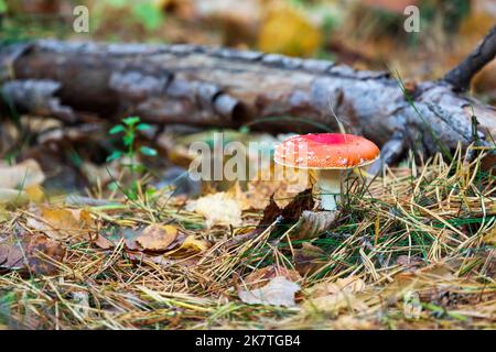 La mouche des champignons agariques pousse dans la forêt. Amanita muscaria Banque D'Images
