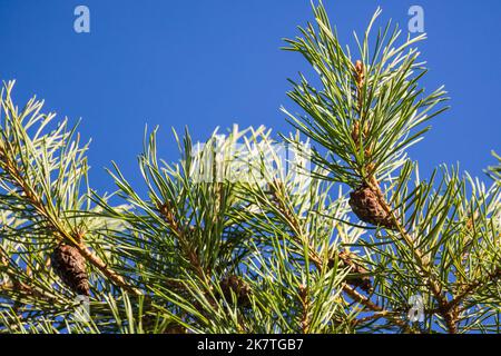 La branche de pin avec des aiguilles et des cônes verts est sous fond bleu ciel. Gros plan avec mise au point douce sélective Banque D'Images