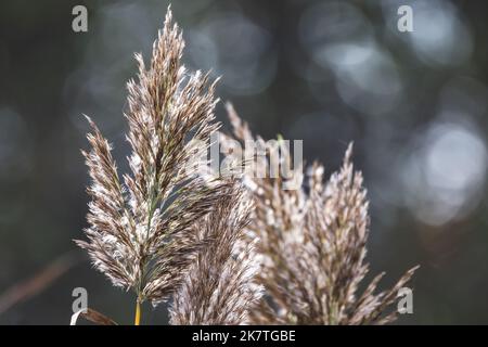 Roseau côtière sèche sur un fond naturel flou en hiver, gros plan avec une mise au point sélective douce. Photo abstraite Banque D'Images
