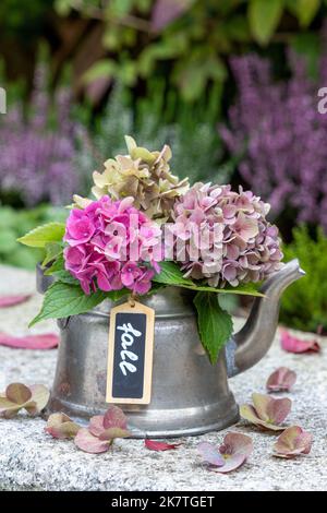 arrangement d'automne avec bouquet de fleurs d'hortensia rose et violet dans pot à thé vintage Banque D'Images