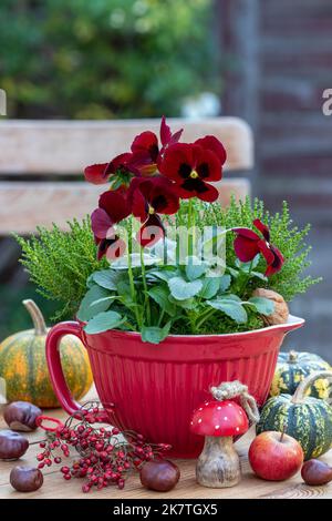 fleur de violette rouge en pot de porcelaine comme décoration florale d'automne Banque D'Images