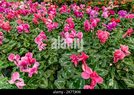 Fleurs de cyclamen persicum avec feuilles vertes en serre Banque D'Images