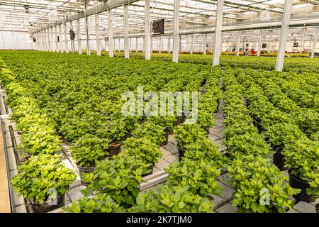 Beaucoup viennent de planter de petits chrysanthème en croissance dans la serre d'une entreprise spécialisée d'horticulture Banque D'Images