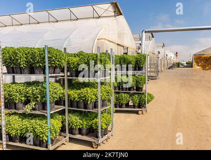 Casiers de chrysanthèmes en pots en serre. Horticulture Banque D'Images