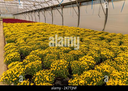 Production et culture de fleurs. Beaucoup de fleurs de chrysanthème dans la serre. Banque D'Images