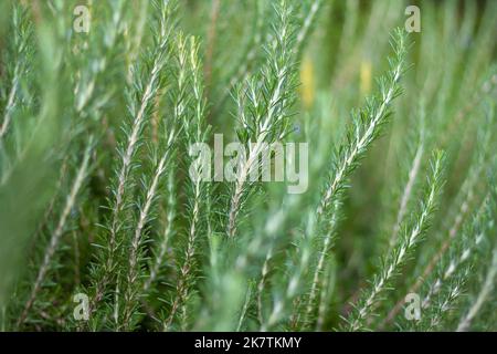 Gros plan d'herbes de romarin bio fraîches poussent en extérieur. Pianta aromatique et médicinale. Condiments naturels et sains pour la cuisine, faire un bio de miel Banque D'Images