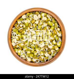 Haricots mungs germés dans un bol en bois. Pousses de haricots mung, légume, cultivé par germination Vigna radiata, également connu sous le nom de gramme vert, maash, monggo ou munggo. Banque D'Images