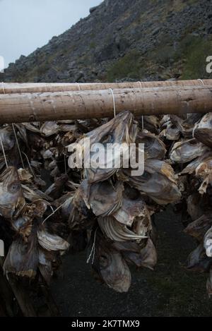 Après séchage à partir de poissons à bestiaux seulement les têtes de la cabillaud reamain sur le rack en bois de Vestvågøya qui est l'une des îles Lofoten en Norvège. Banque D'Images