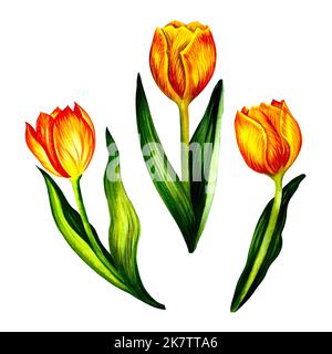 Trois fleurs de tulipe jaune. Isoler sur fond blanc. Illustration aquarelle. Pour la conception de bouquets, cartes postales, textiles, emballages, etc Banque D'Images