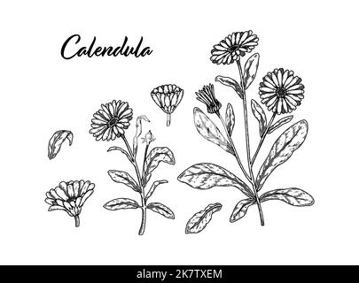 Ensemble de fleurs de calendula dessinées à la main. Illustration vectorielle dans le stile d'esquisse. Éléments de conception botanique réalistes et détaillés Illustration de Vecteur