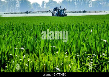 Pesticides pulvérisés sur un champ de céréales dans le département maritime de Seine (nord de la France). Banque D'Images