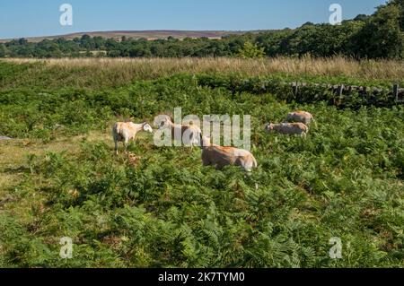 Troupeau de moutons en roaming paissant sur des landes ouvertes en été près de Goathland North York Moors National Park North Yorkshire Angleterre Royaume-Uni GB Banque D'Images