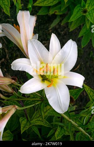 Fleurs d'un nénuphar blanc sur un lit de fleurs dans un jardin d'été. Banque D'Images