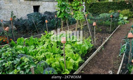 Légumes d'automne en pleine croissance en anglais - John Gollop Banque D'Images
