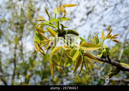 Branche de noyer avec de petites petites feuilles et fleurit vers un arrière-plan flou dans un jardin en un jour de printemps ensoleillé Banque D'Images