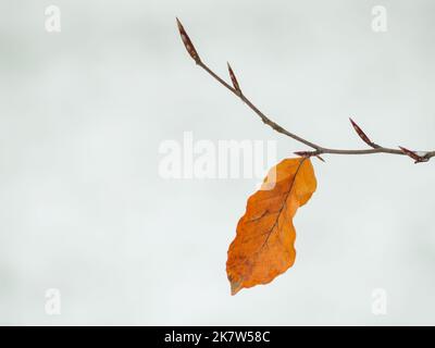 sécher les feuilles jaunes sur une branche d'arbre couverte de neige en hiver, photo en gros plan Banque D'Images