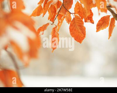 sécher les feuilles jaunes sur une branche d'arbre couverte de neige en hiver, photo en gros plan Banque D'Images