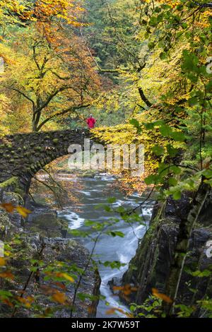 The Hermitage, Dunkeld, Écosse, Royaume-Uni. 19th octobre 2022. Météo au Royaume-Uni : un visiteur qui profite des couleurs automnales en pleine journée à l'Hermitage, Dunkeld, Perthshire crédit : Kay Roxby/Alay Live News Banque D'Images