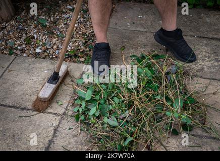 Gros plan de l'homme à l'aide d'une brosse de jardin pour balayer une pile de coupures de haies avec des branches et des feuilles vertes. Banque D'Images