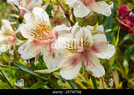 Alstroemeria 'Apollo' plante à fleurs d'été avec une fleur jaune blanche d'été communément connue sous le nom de nénuphars péruvien, image de stock photo Banque D'Images