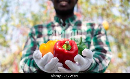 Agriculteur africain tenant le poivron produit de ferme biologique.Agriculture ou concept de culture Banque D'Images